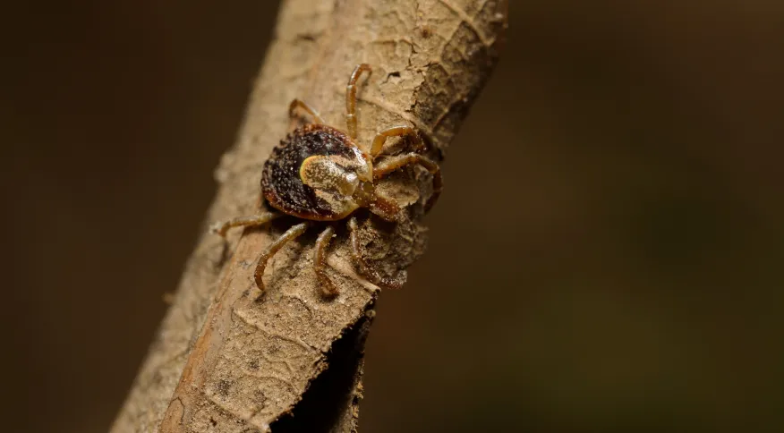 FEBRE MACULOSA NO VESTIBULAR