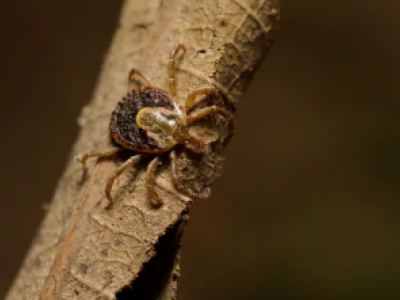 FEBRE MACULOSA NO VESTIBULAR